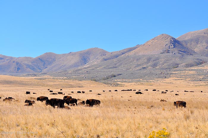 AntelopeIsland