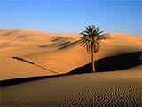 Deserts