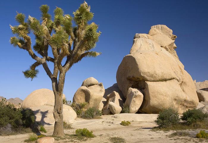 Joshua Tree