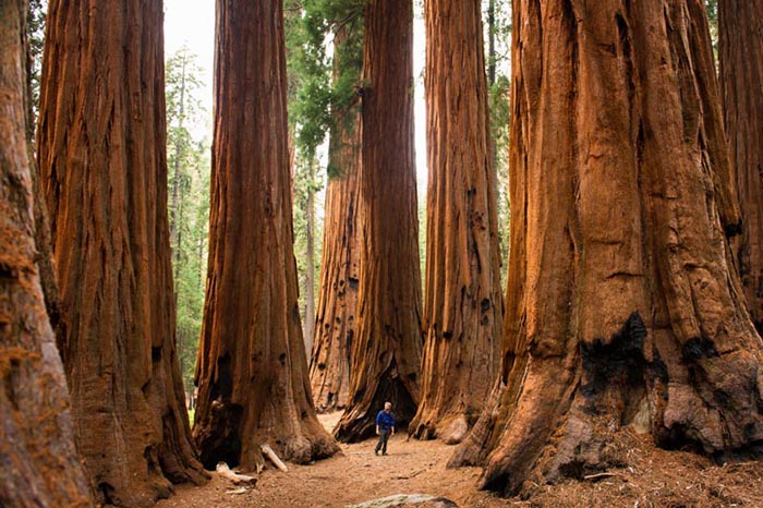 Sequoia NP