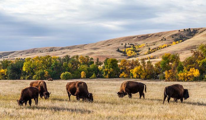 Custer State Park